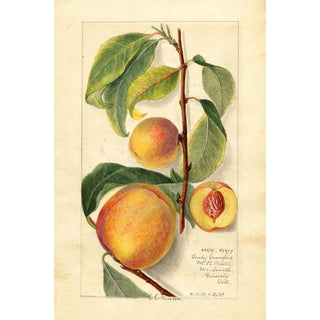 Prunus persica - Amanda Almira Newton | Painting — artwork view