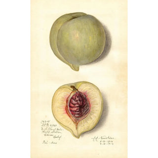 Prunus persica FeiTao - Amanda Almira Newton — artwork view
