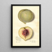 Prunus persica FeiTao - Amanda Almira Newton — framed artwork on a wall