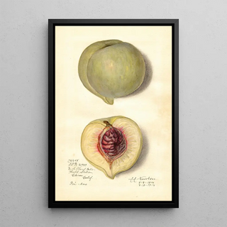 Prunus persica FeiTao - Amanda Almira Newton — framed artwork on a wall