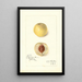 Reproduction of the painting Prunus persica Genii - Amanda Almira Newton