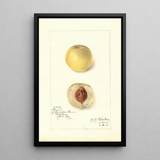 Reproduction of the painting Prunus persica Genii - Amanda Almira Newton