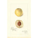 Reproduction of the painting Prunus persica Genii - Amanda Almira Newton