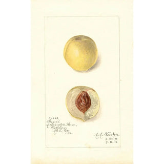 Reproduction of the painting Prunus persica Genii - Amanda Almira Newton