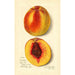 Prunus persica J - Amanda Almira Newton — artwork view