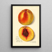Prunus persica J - Amanda Almira Newton — framed artwork on a wall