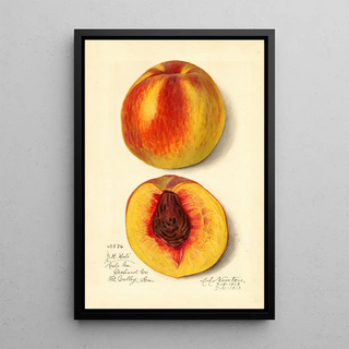 Prunus persica J - Amanda Almira Newton — framed artwork on a wall