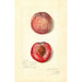 Prunus persica Japan Blood - Amanda Almira Newton — artwork view