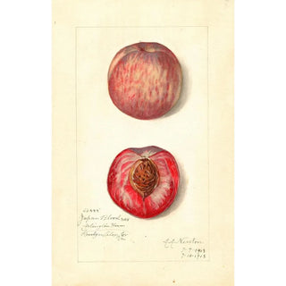 Prunus persica Japan Blood - Amanda Almira Newton — artwork view