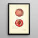 Prunus persica Japan Blood - Amanda Almira Newton — framed artwork on a wall