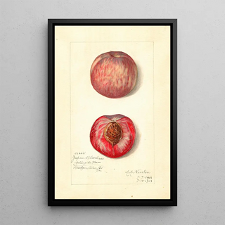 Prunus persica Japan Blood - Amanda Almira Newton — framed artwork on a wall