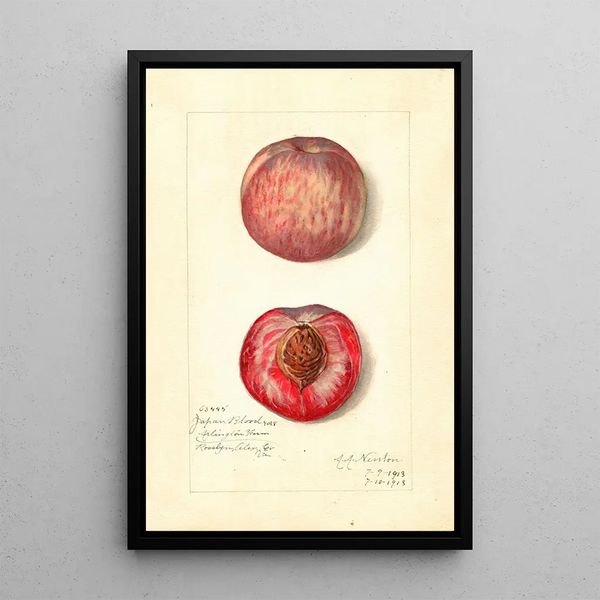 Prunus persica Japan Blood - Amanda Almira Newton — framed artwork on a wall