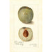 Reproduction of the painting Prunus persica Mammoth Heath - Amanda Almira Newton