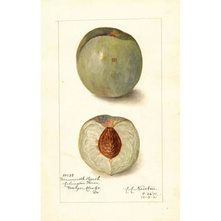 Reproduction of the painting Prunus persica Mammoth Heath - Amanda Almira Newton