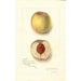 Prunus persica Sans Nom - Amanda Almira Newton | Painting — artwork view