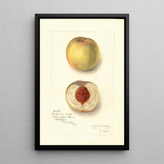 Prunus persica Sans Nom - Amanda Almira Newton | Painting — framed artwork on a wall