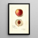 Reproduction of the painting Prunus persica Opulent - Amanda Almira Newton | Painting