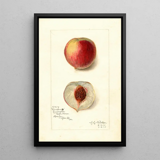 Reproduction of the painting Prunus persica Opulent - Amanda Almira Newton | Painting