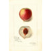 Reproduction of the painting Prunus persica Opulent - Amanda Almira Newton | Painting