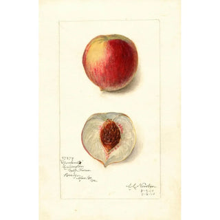 Reproduction of the painting Prunus persica Opulent - Amanda Almira Newton | Painting