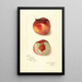 Reproduction of the painting Prunus persica Oscar - Amanda Almira Newton