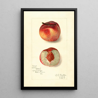 Reproduction of the painting Prunus persica Oscar - Amanda Almira Newton
