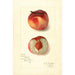 Reproduction of the painting Prunus persica Oscar - Amanda Almira Newton