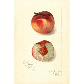 Reproduction of the painting Prunus persica Oscar - Amanda Almira Newton