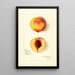 Reproduction of the painting Prunus persica Roser - Amanda Almira Newton | Painting