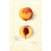 Reproduction of the painting Prunus persica Roser - Amanda Almira Newton | Painting