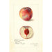 Prunus persica Russell Nebraska - Amanda Almira Newton — artwork view