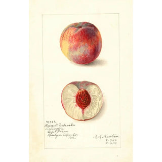 Prunus persica Russell Nebraska - Amanda Almira Newton — artwork view