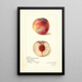 Prunus persica Russell Nebraska - Amanda Almira Newton — framed artwork on a wall