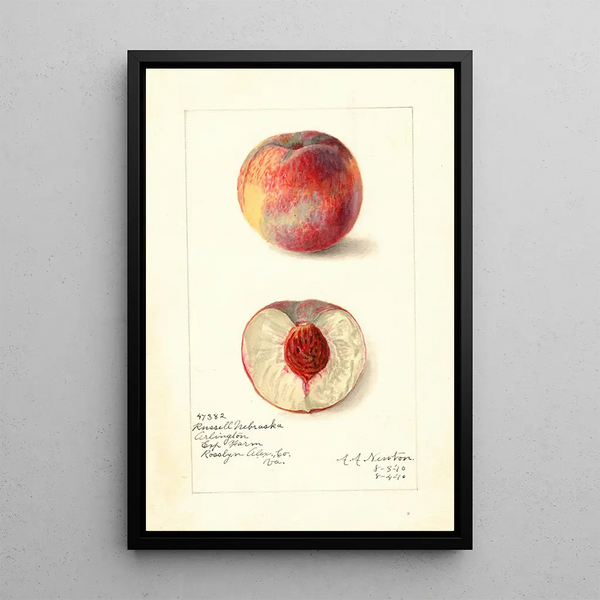 Prunus persica Russell Nebraska - Amanda Almira Newton — framed artwork on a wall