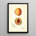 Prunus persica Slappy - Amanda Almira Newton — framed artwork on a wall