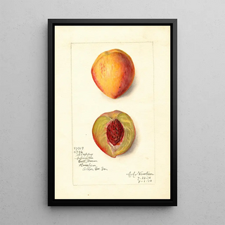 Prunus persica Slappy - Amanda Almira Newton — framed artwork on a wall