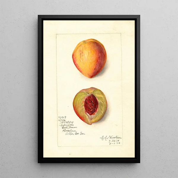 Prunus persica Slappy - Amanda Almira Newton — framed artwork on a wall