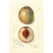 Prunus persica Southern Early - Amanda Almira Newton — artwork view