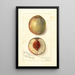Prunus persica Southern Early - Amanda Almira Newton — framed artwork on a wall