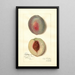 Reproduction of the painting Prunus persica Steadley - Amanda Almira Newton
