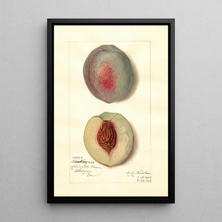 Reproduction of the painting Prunus persica Steadley - Amanda Almira Newton