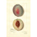 Reproduction of the painting Prunus persica Steadley - Amanda Almira Newton