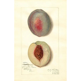 Reproduction of the painting Prunus persica Steadley - Amanda Almira Newton