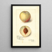 Reproduction of the painting Prunus persica Sunrise Cling - Amanda Almira Newton