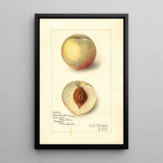 Reproduction of the painting Prunus persica Sunrise Cling - Amanda Almira Newton