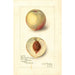 Reproduction of the painting Prunus persica Sunrise Cling - Amanda Almira Newton