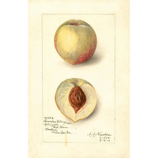 Reproduction of the painting Prunus persica Sunrise Cling - Amanda Almira Newton