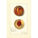 Prunus persica Worthen - Amanda Almira Newton | Painting — artwork view