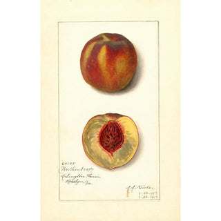 Prunus persica Worthen - Amanda Almira Newton | Painting — artwork view