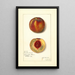 Prunus persica Worthen - Amanda Almira Newton | Painting — framed artwork on a wall